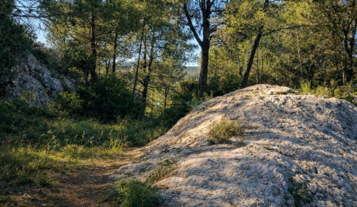 Rocas iluminadas por el sol en el bosque
