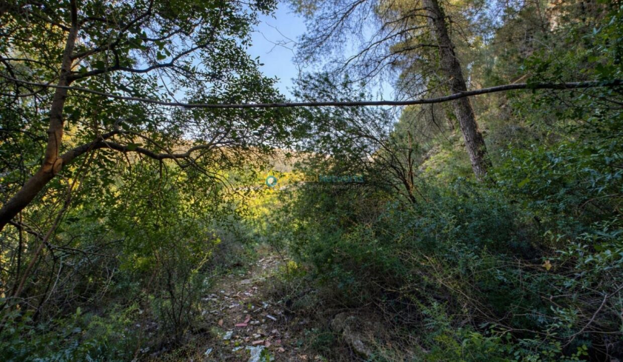 Sendero en el bosque al atardecer
