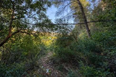 Sendero en el bosque al atardecer