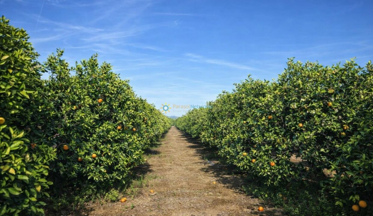 Sendero entre los naranjos
