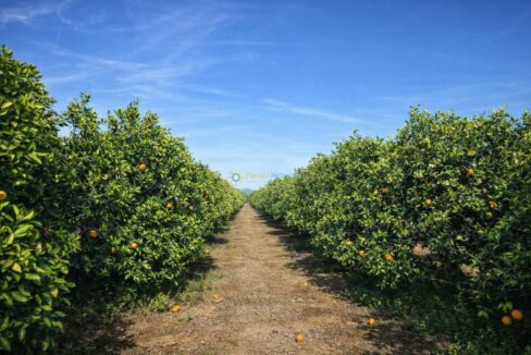 Sendero entre los naranjos