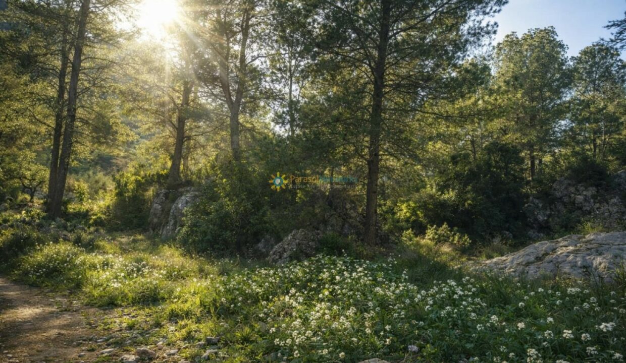 Sendero iluminado en el bosque