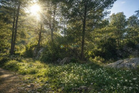 Sendero iluminado en el bosque