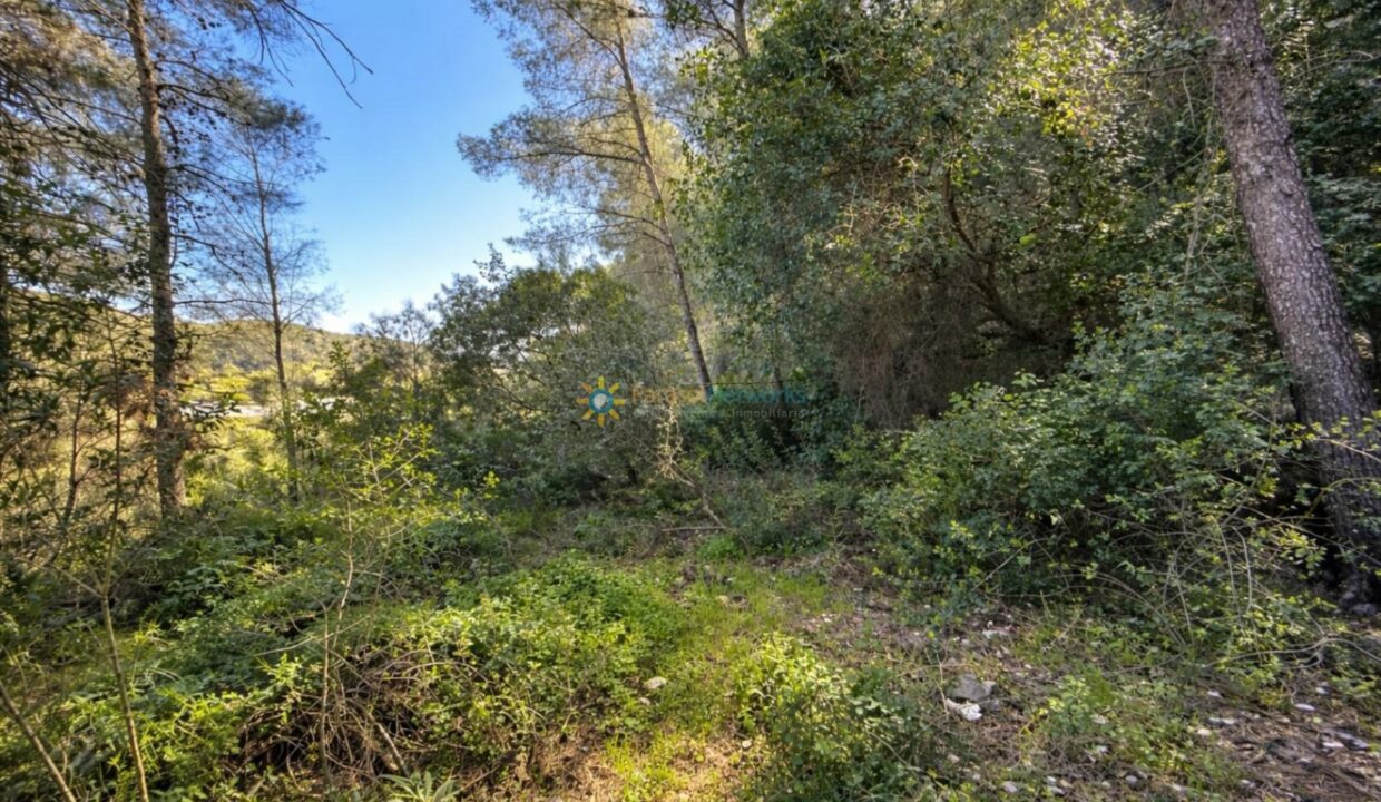 Sendero iluminado en el bosque