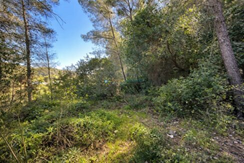 Sendero iluminado en el bosque