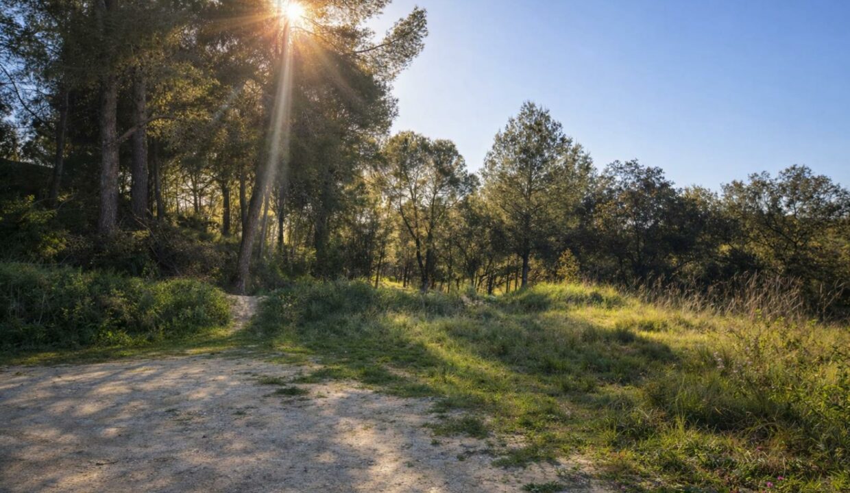 Sendero iluminado por la tarde