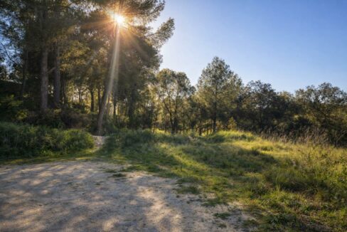 Sendero iluminado por la tarde