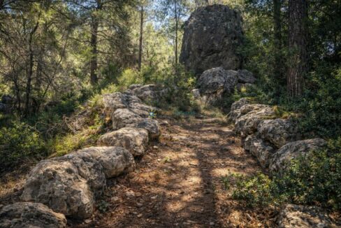 Sendero rocoso en el bosque iluminado