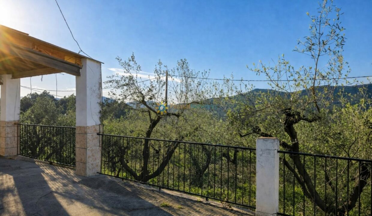Terraza soleada con olivos y paisaje