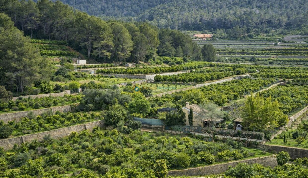 Terrazas agrícolas en un valle verde