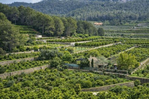 Terrazas agrícolas en un valle verde