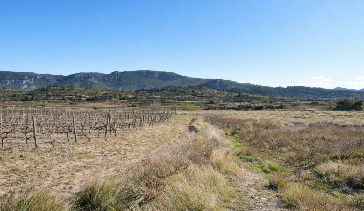 Viñedo bajo el sol del mediodía