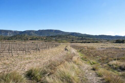 Viñedo bajo el sol del mediodía