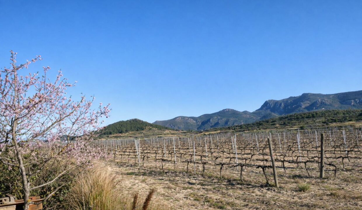 Viñedo invernal con árboles floridos