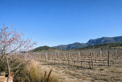 Viñedo invernal con árboles floridos