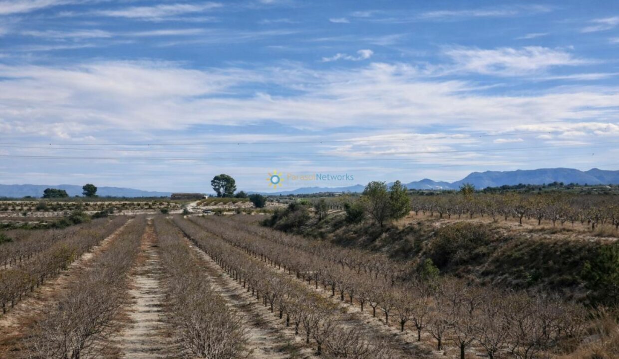 Viñedos secos en paisaje rural