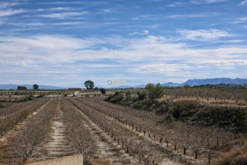 Viñedos secos en paisaje rural